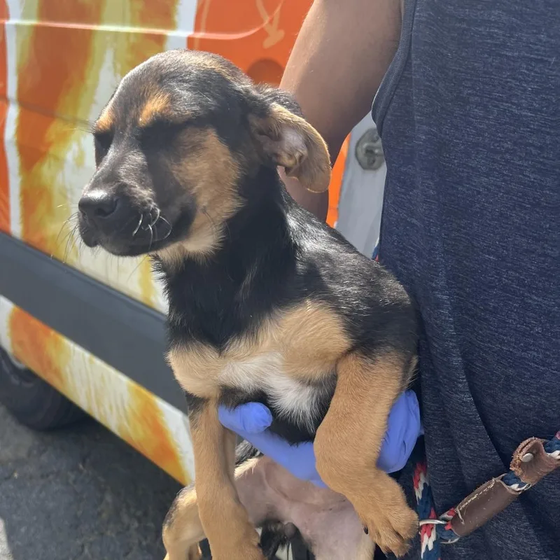 A baby medium-sized female Black Mixed Breed dog named Nelly for adoption in New York, NY