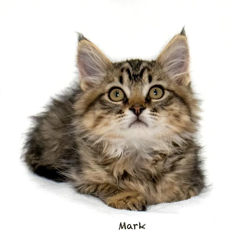 A baby small-sized male Domestic Long Hair cat named Mark for adoption in Hot Springs Village, AR