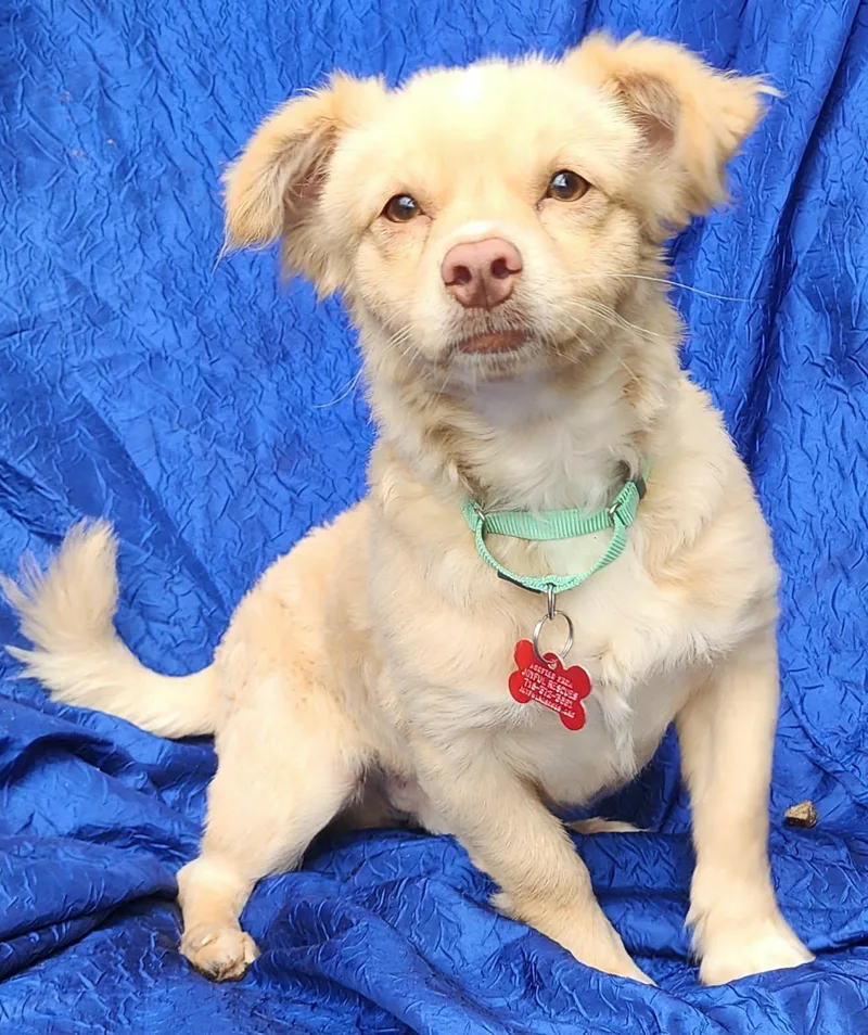 A young small-sized male Pomeranian dog named Benjamin for adoption in Cuba, NY