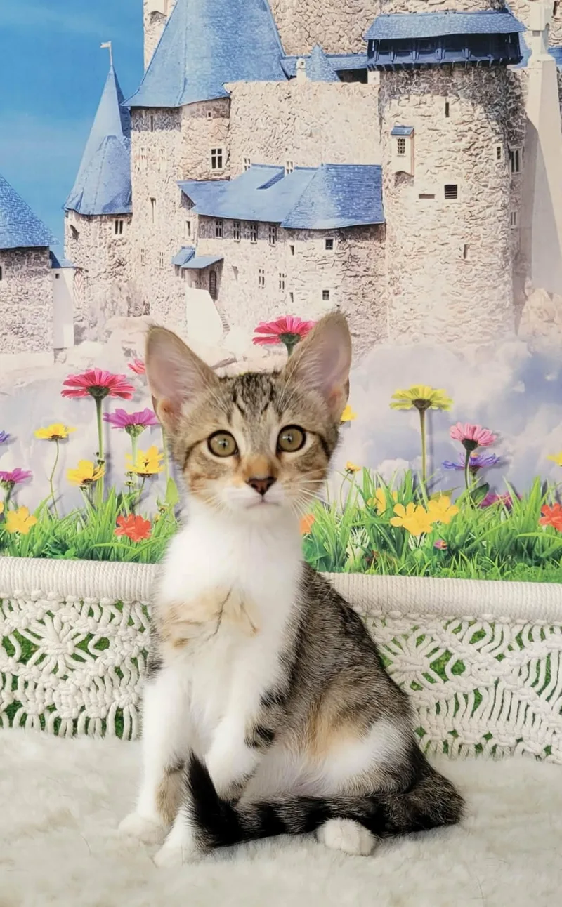 A baby medium-sized female Tabby (Brown / Chocolate) Tabby cat named Mei Mei for adoption in Greensburg, PA