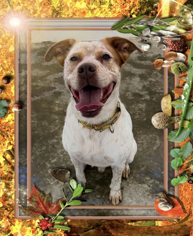 A young medium-sized male Australian Cattle Dog / Blue Heeler dog named Bingo for adoption in Maryville, TN