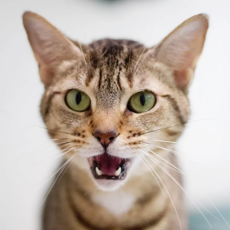 Charlotte thumbnail 2