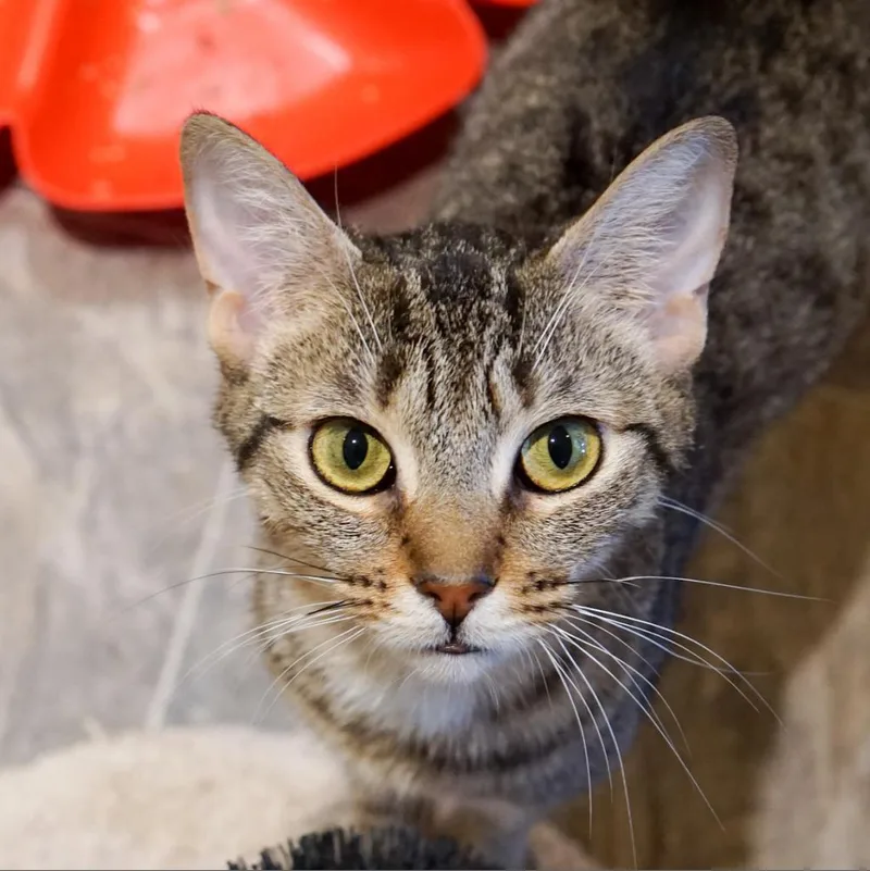 Charlotte thumbnail 4