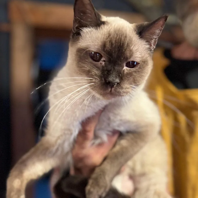 An adult small-sized female Siamese cat named Cotton Sky for adoption in Rochester, MN