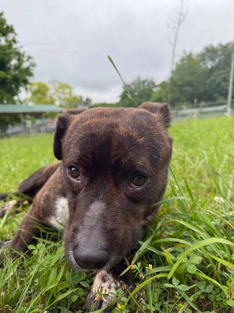 An adult large-sized male Pit Bull Terrier dog named Bumper for adoption in Lawrenceburg, TN