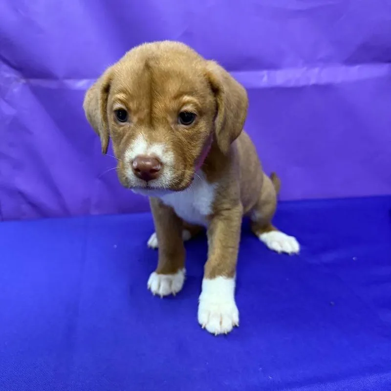 A baby medium-sized female Brown / Chocolate Labrador Retriever dog named Button for adoption in North Myrtle Beach, SC
