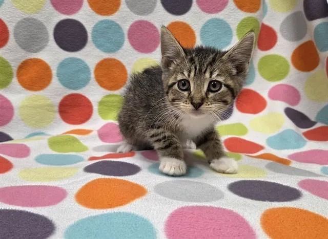 A baby small-sized female Domestic Short Hair cat named Prosciutto for adoption in Ames, IA