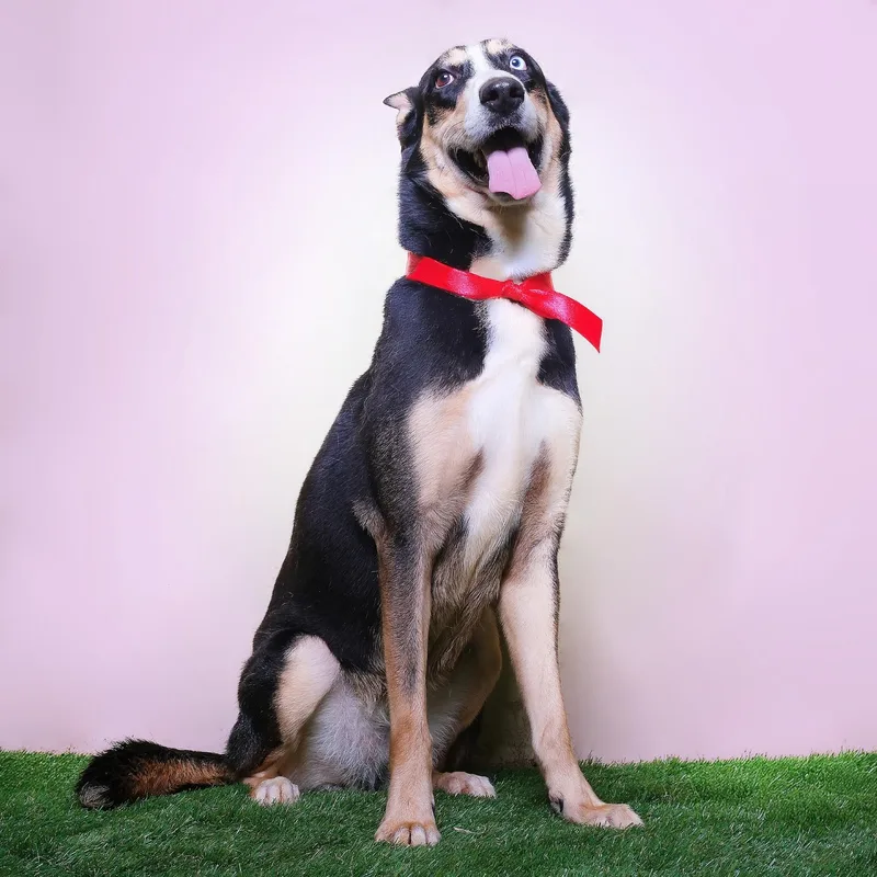 Priscilla thumbnail 2