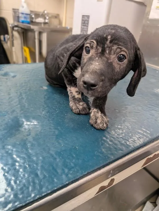 A young small-sized female Black Labrador Retriever dog named Petra for adoption in Mobile, AL