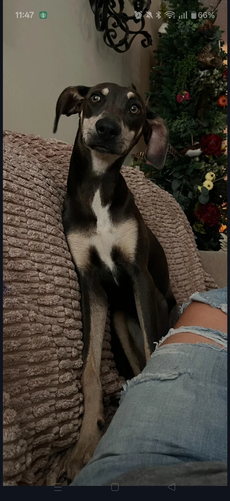 A baby medium-sized female Bicolor Whippet dog named Maple Ivy for adoption in Cleveland, TX
