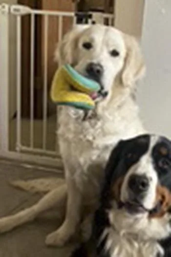 An adult large-sized female White / Cream Golden Retriever dog named Lady for adoption in Cleveland, OH