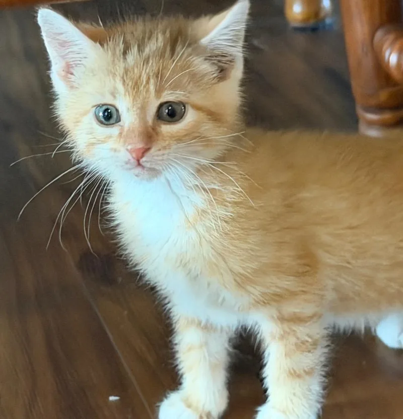 A baby medium-sized female Domestic Short Hair cat named Orchid for adoption in Columbia, IL