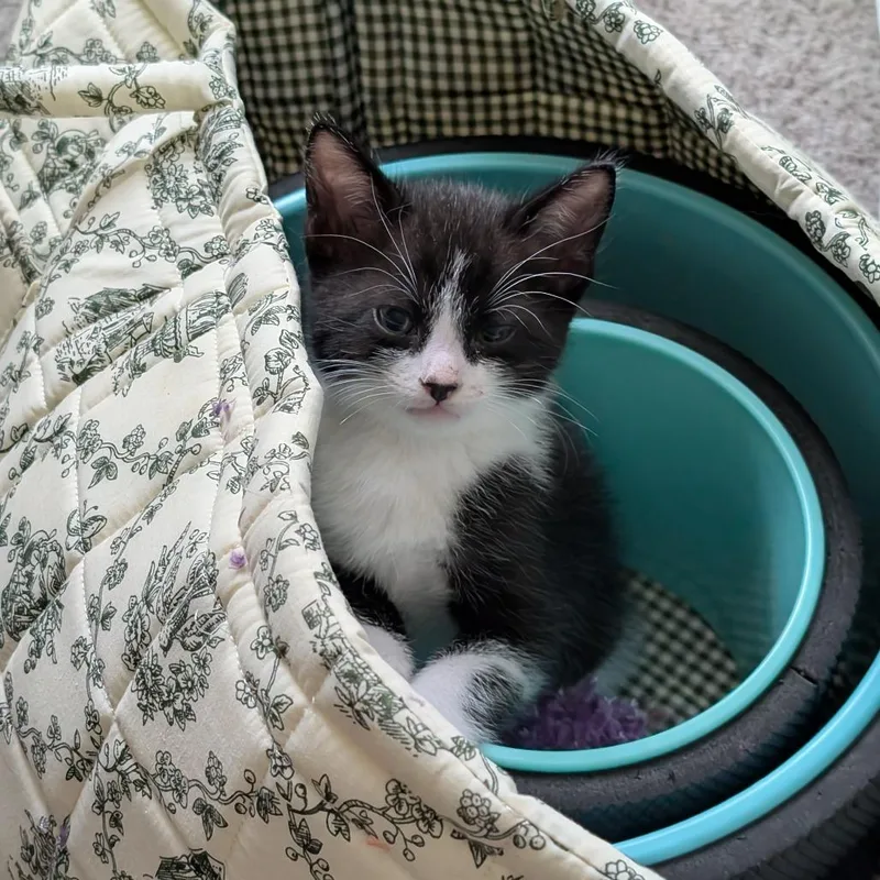 A baby small-sized male Black Domestic Short Hair cat named Polaris for adoption in Oceanside, CA