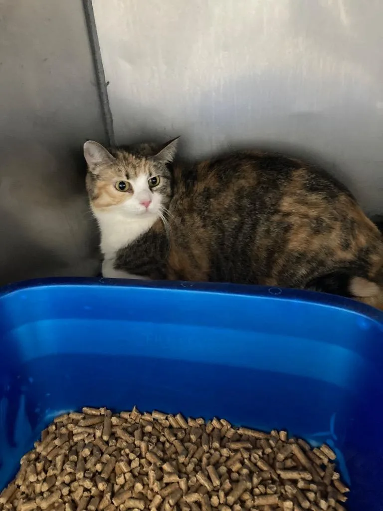 An adult medium-sized female Domestic Short Hair cat named Florence for adoption in Pierceton, IN