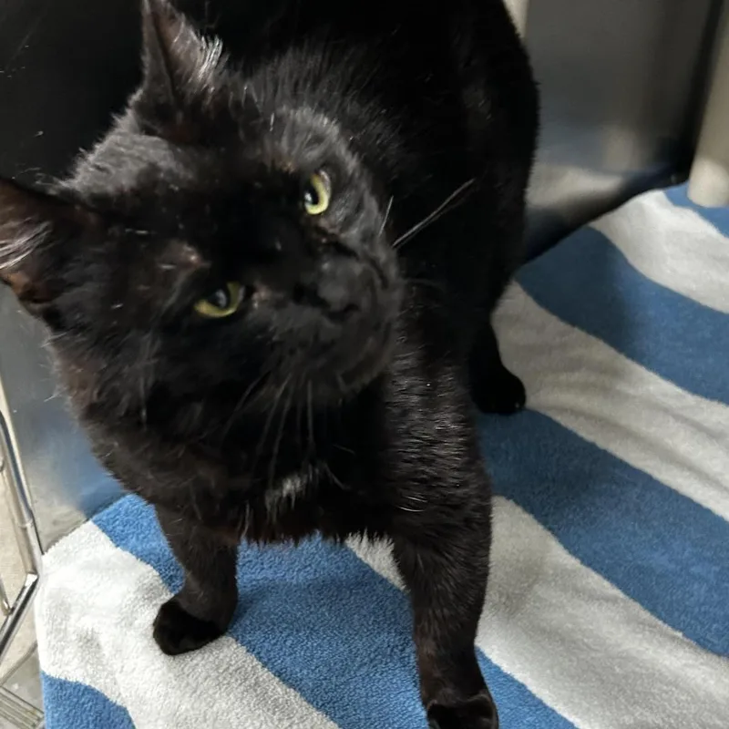 An adult large-sized male Black Domestic Short Hair cat named Skidoodle for adoption in Newark, NJ