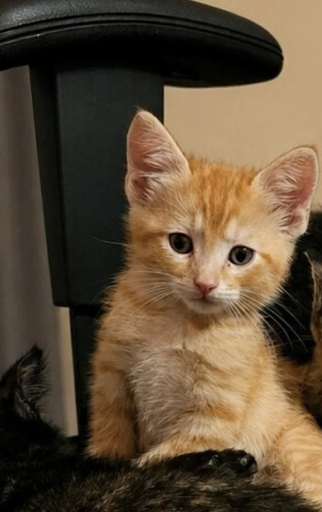 A baby small-sized male Orange & White Domestic Short Hair cat named Binx for adoption in Covington, LA