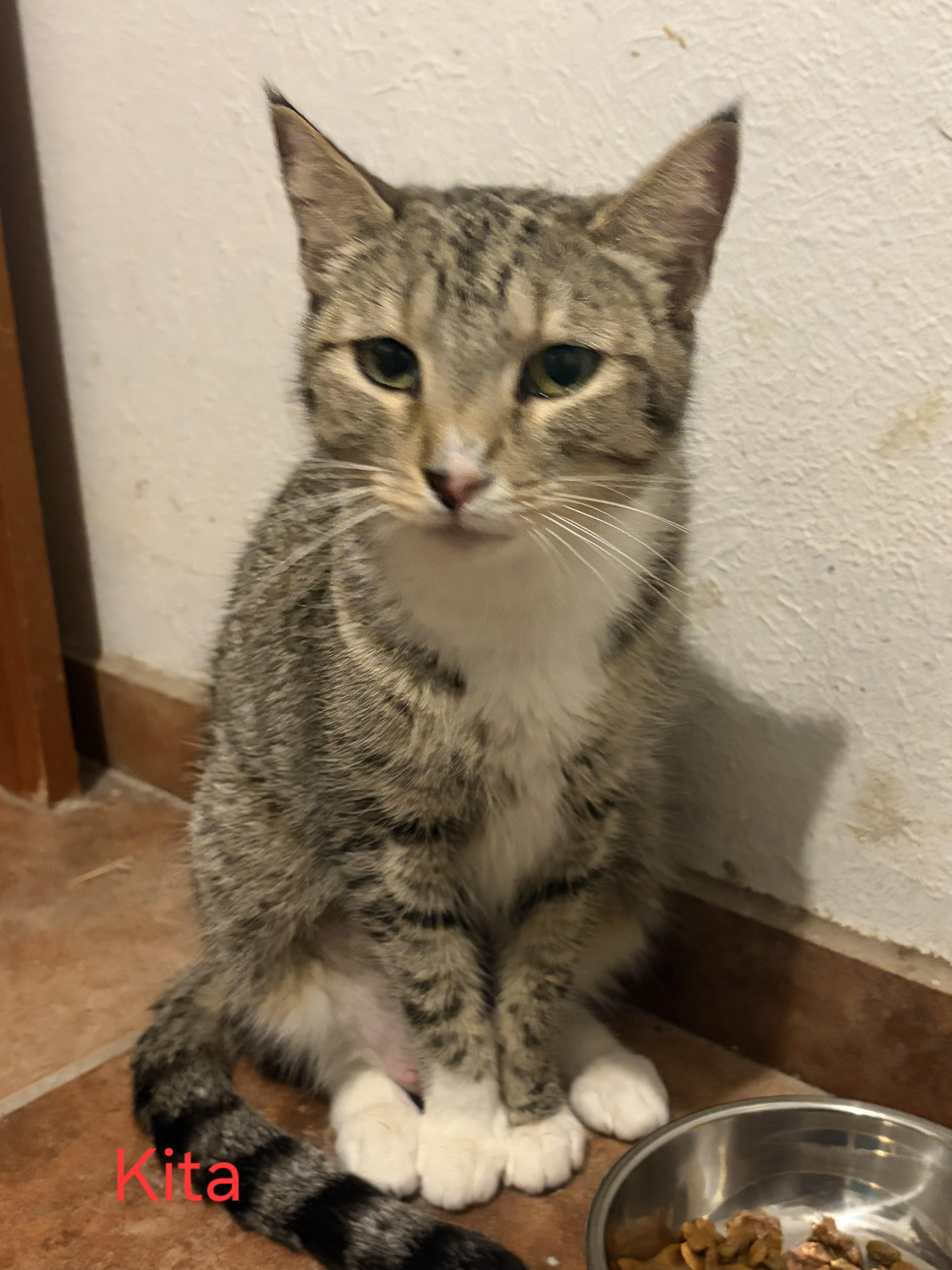 An adult medium-sized female Tabby (Buff / Tan / Fawn) Tabby cat named Kita for adoption in Las Cruces, NM