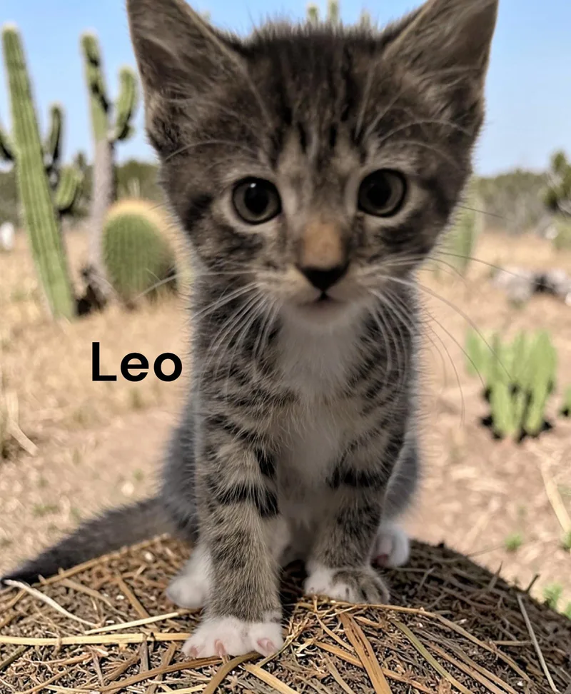 A baby medium-sized male Tabby cat named Leo for adoption in Weems, VA