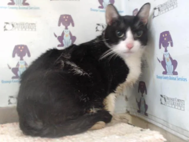 A young small-sized male Domestic Long Hair cat named Midnight for adoption in Orlando, FL