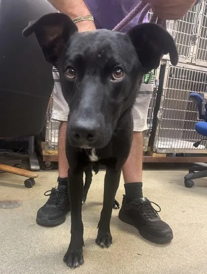 A young large-sized male Labrador Retriever dog named Balboa for adoption in Palm Coast, FL