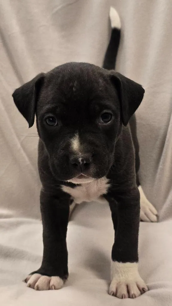 A baby large-sized male Pit Bull Terrier dog named Leonard for adoption in Murphysboro, IL