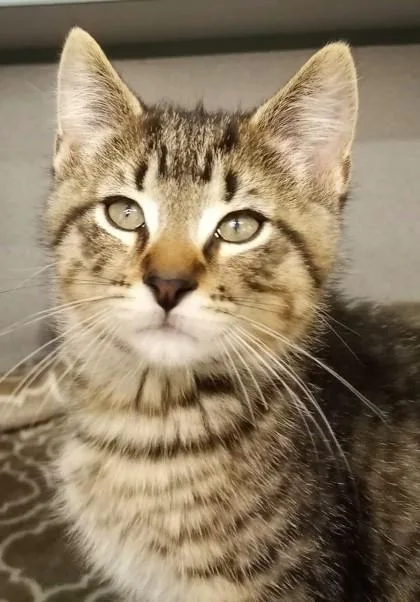 A baby medium-sized male Brown / Chocolate Domestic Short Hair cat named Leonardo Di Catrio for adoption in Waupaca, WI