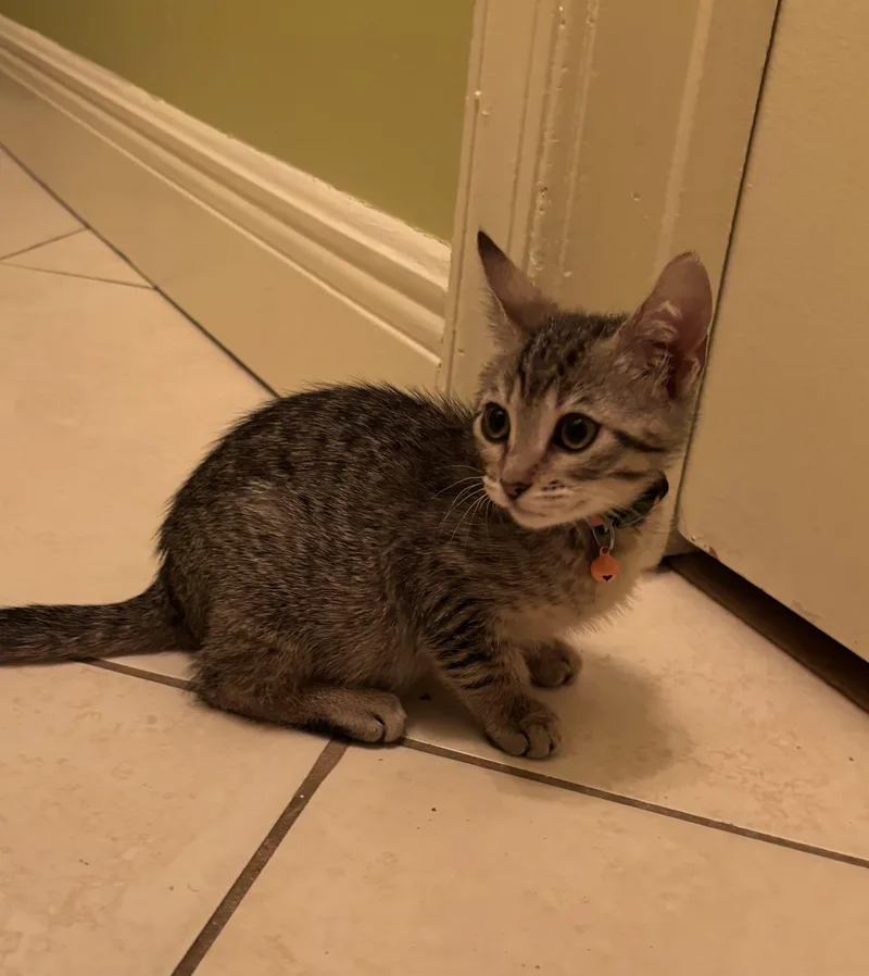 A baby medium-sized female Tabby (Brown / Chocolate) Domestic Short Hair cat named Prescott for adoption in Lauderhill, FL