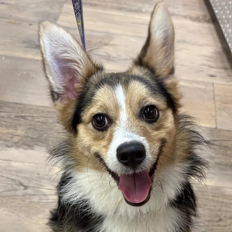 An adult small-sized male Shepherd dog named Spiffy for adoption in Durango, CO
