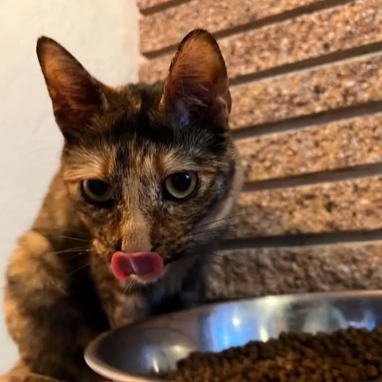 An adult medium-sized female Tortoiseshell cat named Nadja for adoption in Antioch, CA