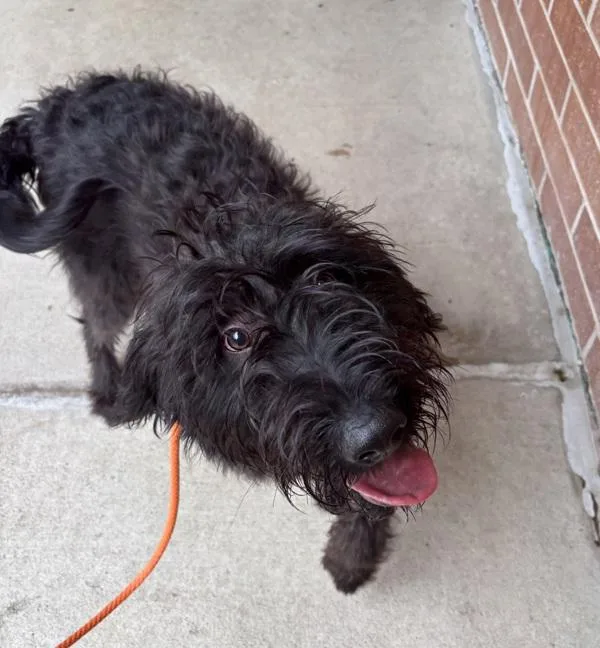 A young medium-sized male Labradoodle dog named Shadow for adoption in Sioux City, IA