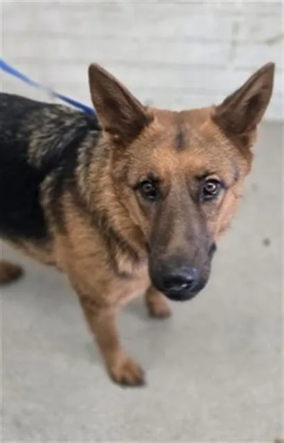 A young large-sized female German Shepherd Dog dog named Rachel for adoption in San Bernardino, CA