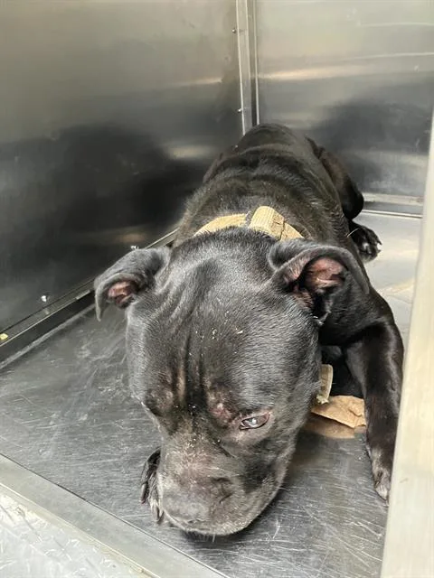 An adult large-sized male Pit Bull Terrier dog named Scott for adoption in Dallas, TX