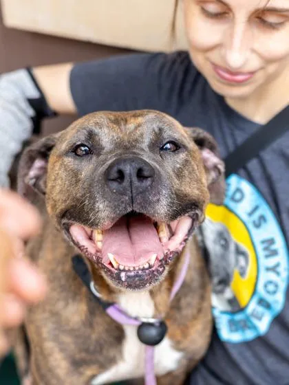 An adult large-sized female Mixed Breed dog named Freedom for adoption in Chamblee, GA