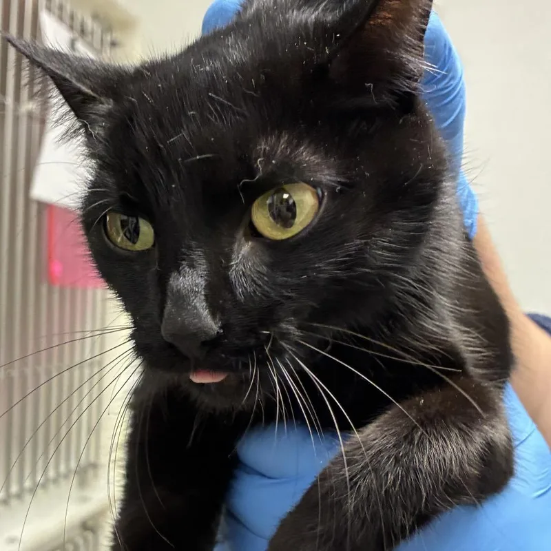 An adult medium-sized female Black Domestic Short Hair cat named Moxie for adoption in Harrisonburg, VA