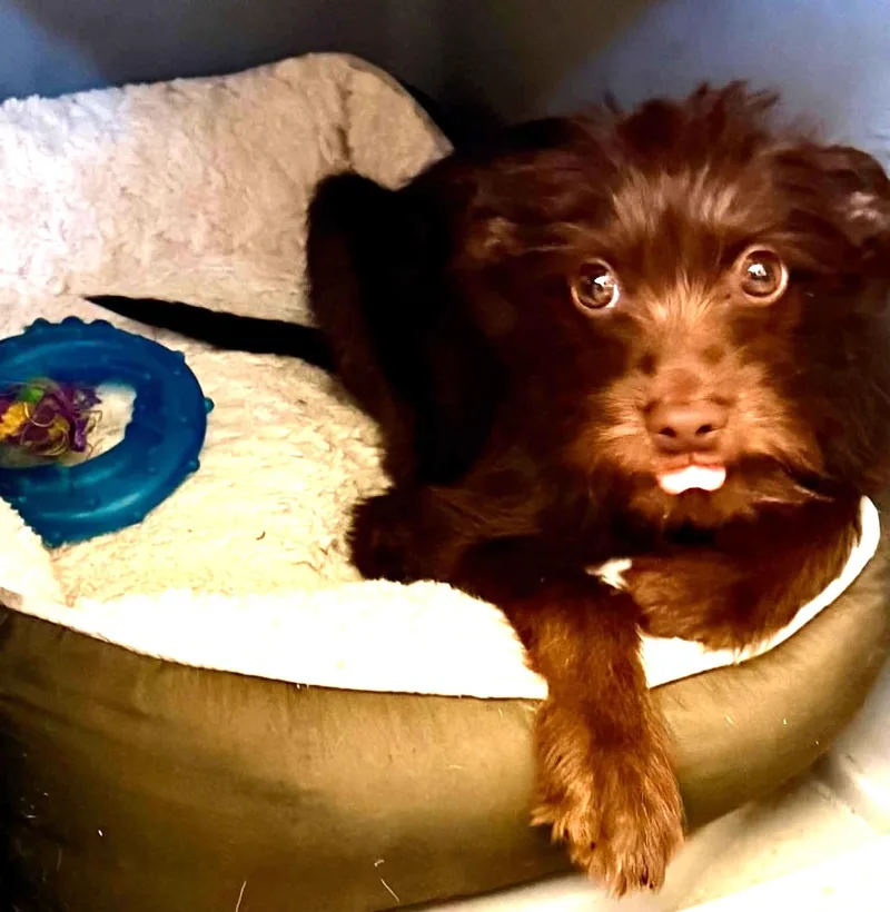 A baby small-sized male Wire Fox Terrier dog named Ollie for adoption in Oroville, WA