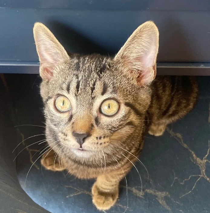A young medium-sized male Tabby (Brown / Chocolate) Domestic Short Hair cat named Ares for adoption in Los Angeles, CA
