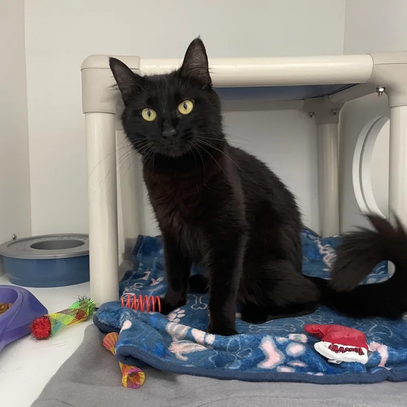 An adult medium-sized female Black Domestic Medium Hair cat named Katie for adoption in Warwick, RI