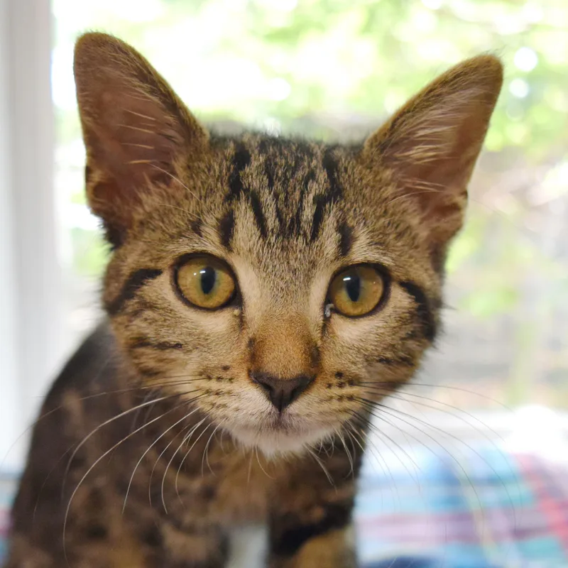 A baby medium-sized male Tabby (Brown / Chocolate) Domestic Short Hair cat named Hutch for adoption in Bulverde, TX
