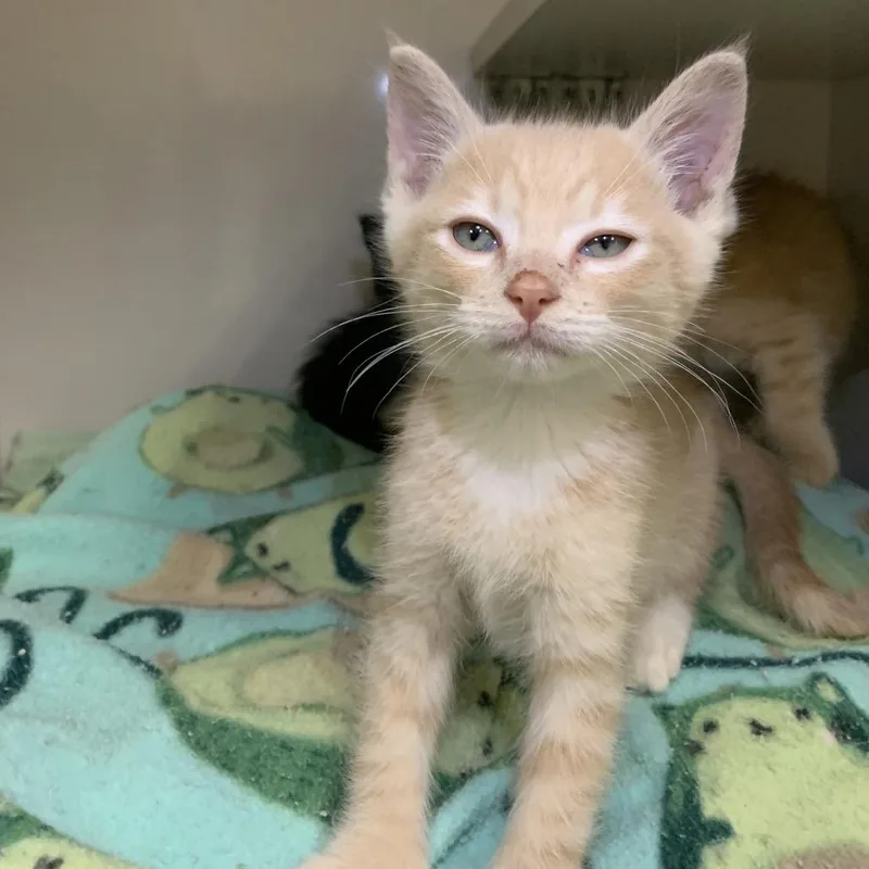 A baby small-sized male Buff / Tan / Fawn Domestic Short Hair cat named Jack for adoption in Redwood City, CA