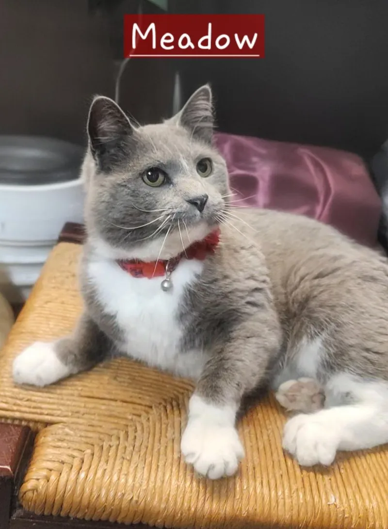 An adult medium-sized female Gray & White Domestic Short Hair cat named Meadow for adoption in Mokena, IL