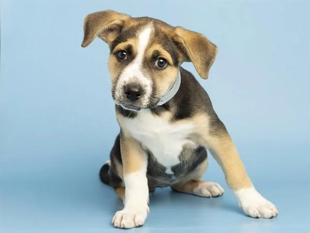 A baby small-sized female Pit Bull Terrier dog named Rosie for adoption in Phoenix, AZ