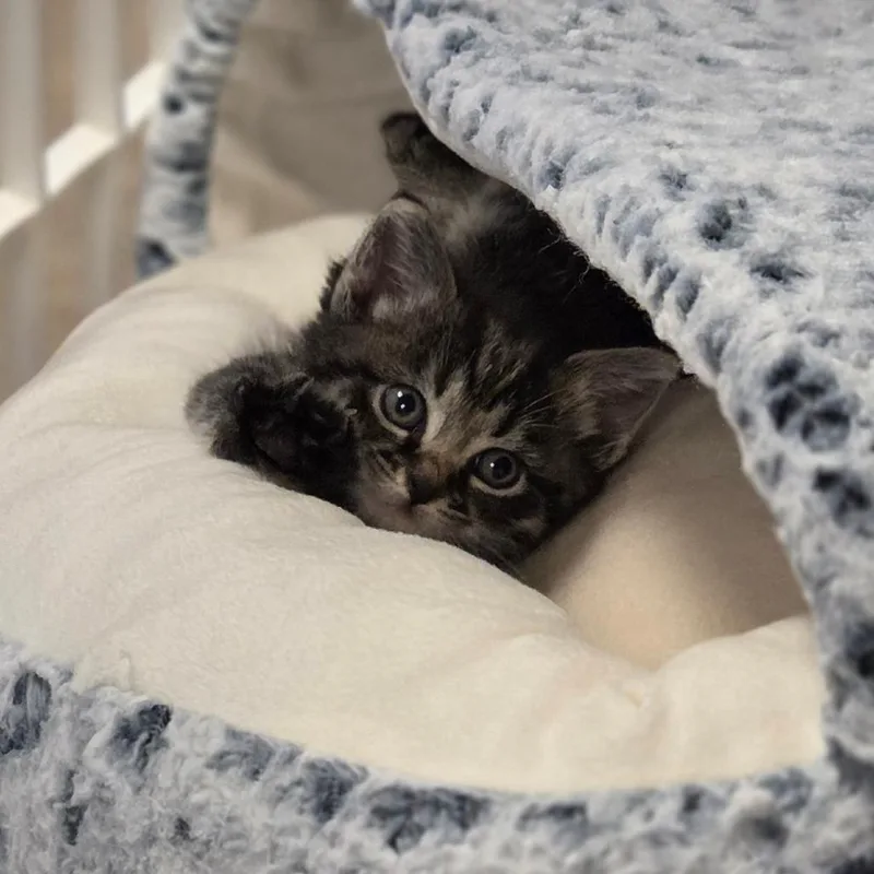 A baby small-sized female Brown / Chocolate Domestic Short Hair cat named Daffodil for adoption in Bristol, IN