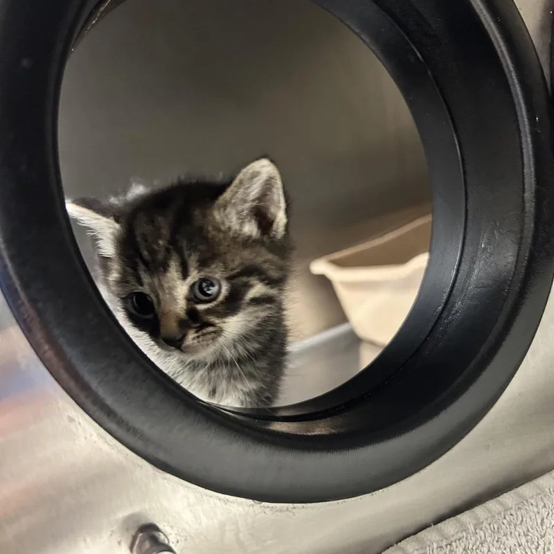 Daffodil thumbnail 2