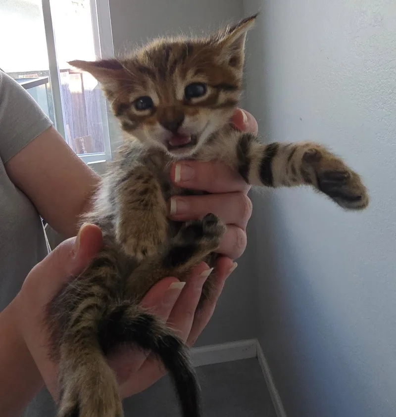 A baby medium-sized male Domestic Short Hair cat named Lemon Pepper for adoption in San Jose, CA