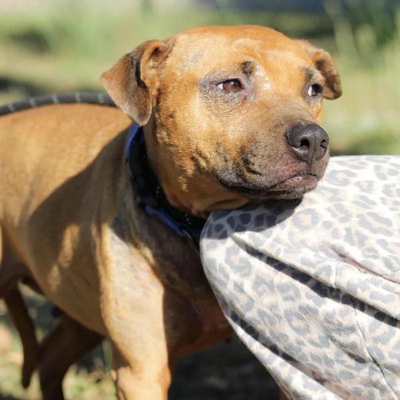An adult medium-sized female Black Pit Bull Terrier dog named Seraphina for adoption in Columbia, SC