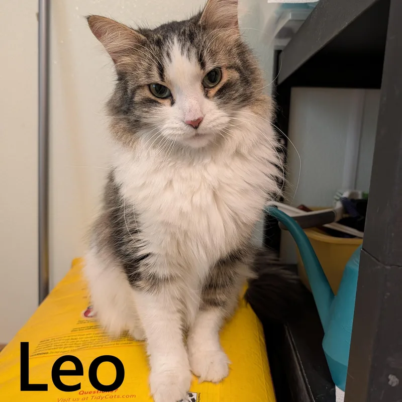 Leo thumbnail 3