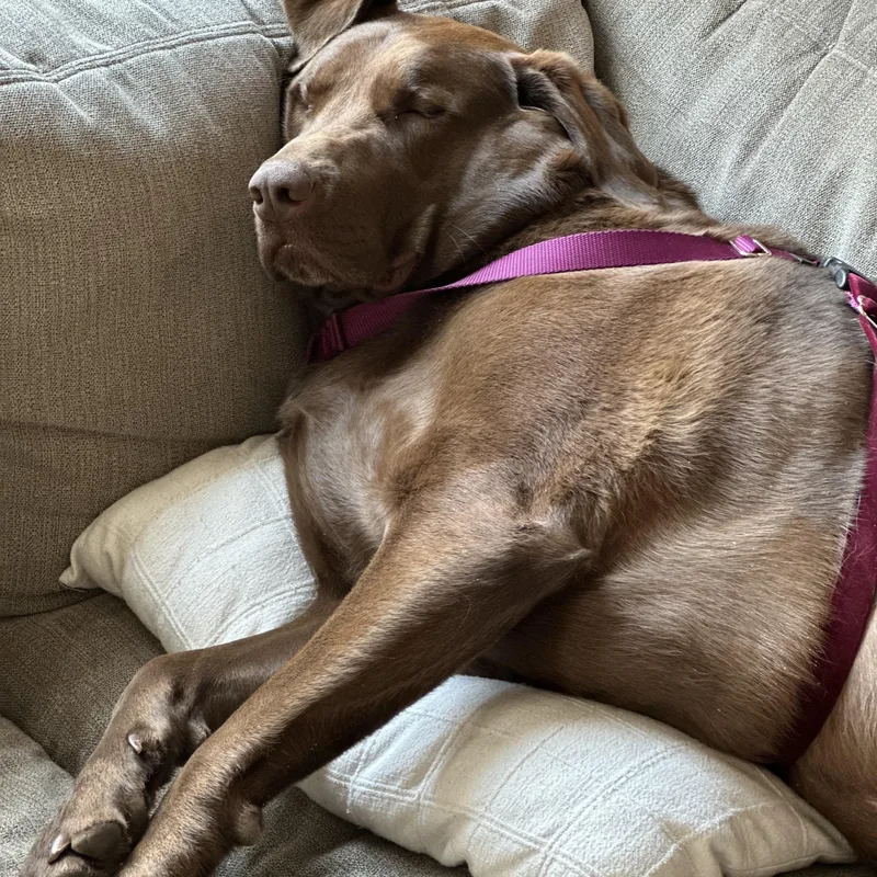 A young extra large-sized male Brown / Chocolate Chocolate Labrador Retriever dog named Jax for adoption in Warrington, PA