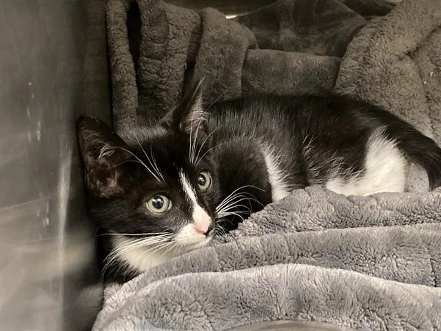 A baby small-sized male Domestic Short Hair cat named Troy for adoption in Tustin, CA