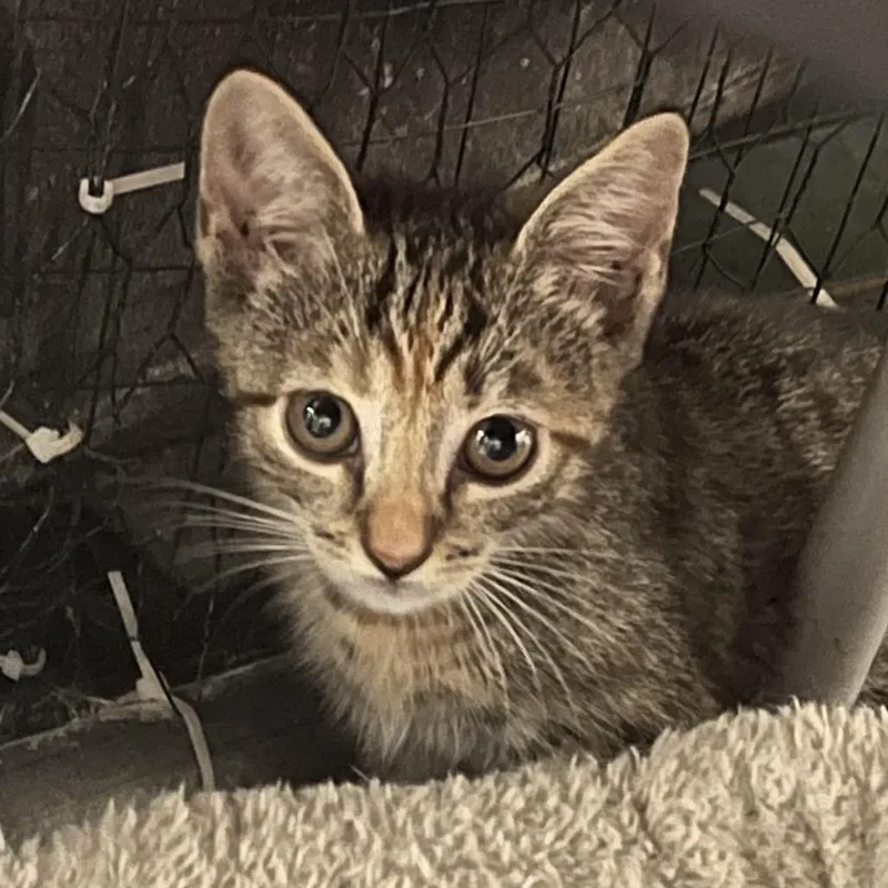 A baby small-sized female Gray / Blue / Silver Domestic Short Hair cat named Dolly for adoption in Alexandria, VA
