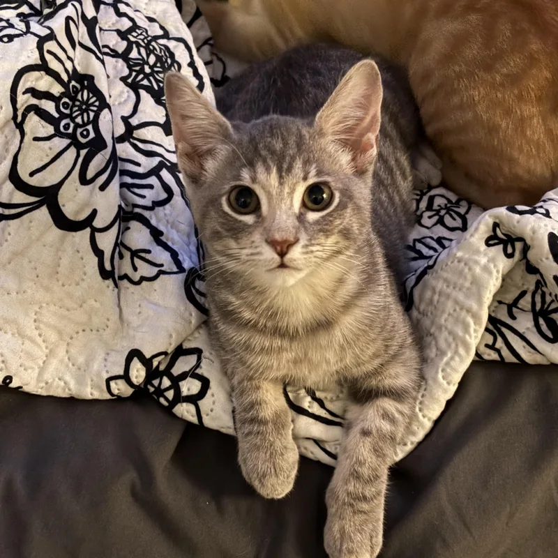 A baby medium-sized female Tabby (Gray / Blue / Silver) Tabby cat named Chyna M. for adoption in Sacramento, CA